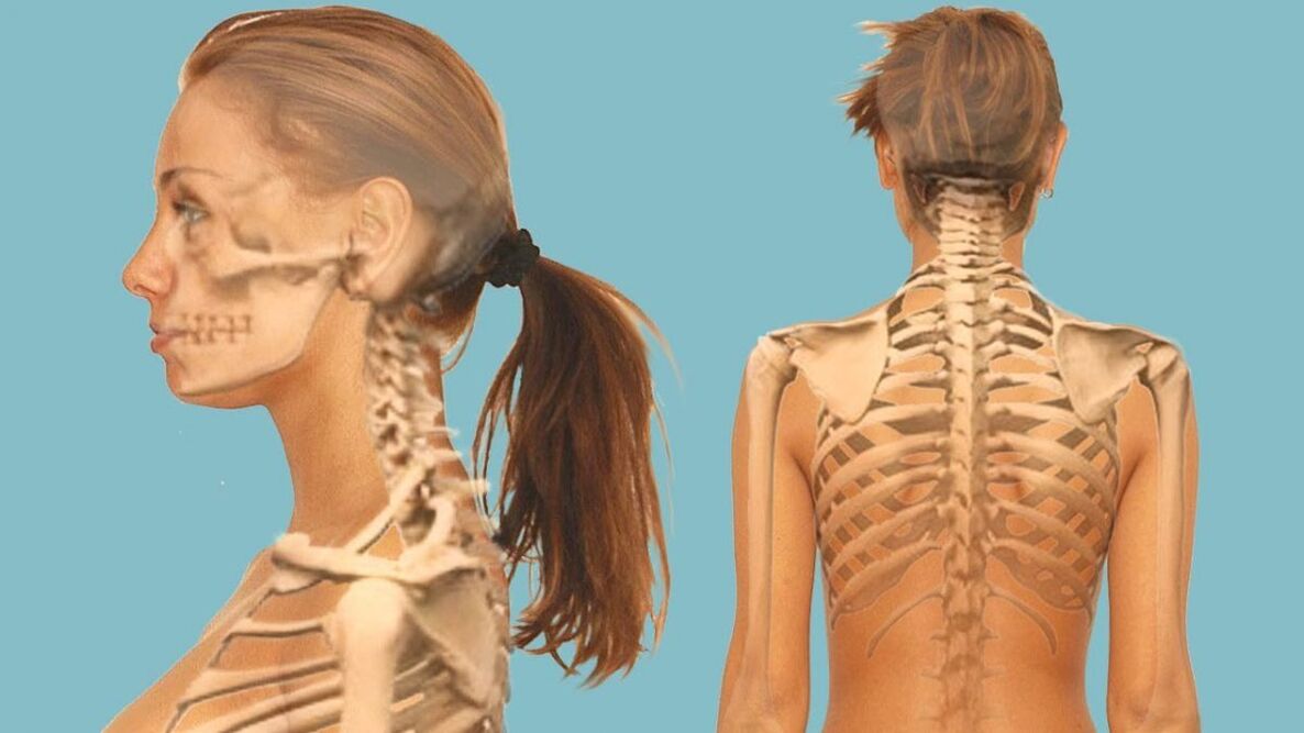 The cervical column