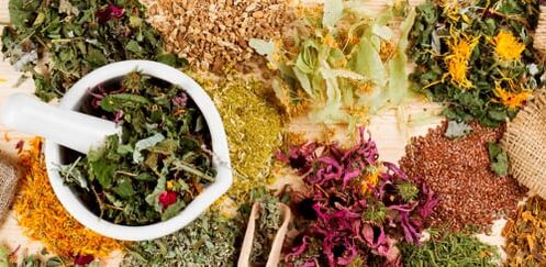 Raw materials for the preparation of folk remedies for thoracic osteochondrosis.